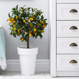 Портокал Кумкуат (Citrus Sinensis)
