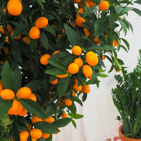Портокал Кумкуат (Citrus Sinensis)