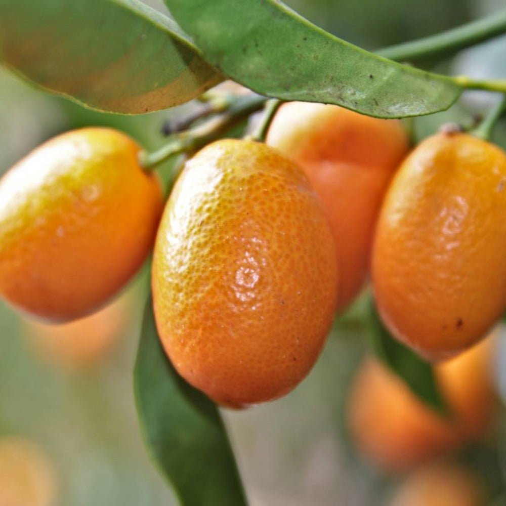 Портокал Кумкуат (Citrus Sinensis)
