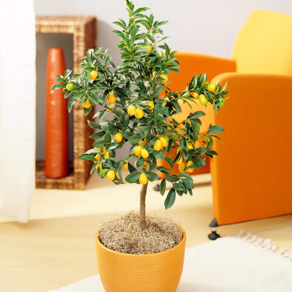 Портокал Кумкуат (Citrus Sinensis)