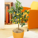 Портокал Кумкуат (Citrus Sinensis)