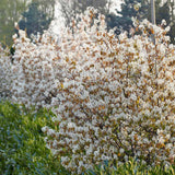 Pomul de Stafide (Amelanchier Lamarckii)