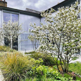 Pomul de Stafide (Amelanchier Lamarckii)