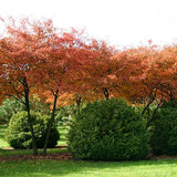 Pomul de Stafide (Amelanchier Lamarckii)