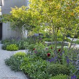 Pomul de Stafide (Amelanchier Lamarckii)