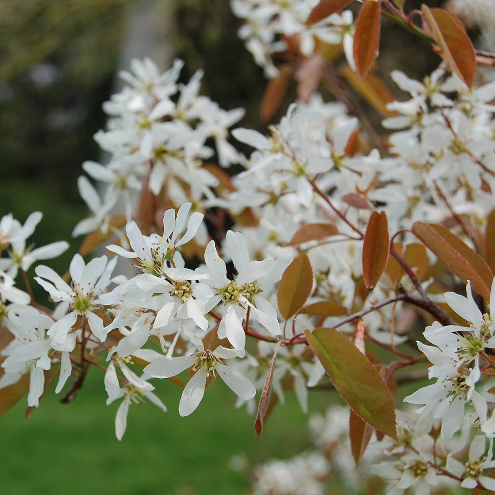 Pomul de Stafide (Amelanchier Lamarckii)
