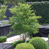 Pomul de Stafide (Amelanchier Lamarckii)