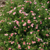 Coada Racului (Potentilla) Lovely Pink, arbust decorativ cu flori roz-pal, inflorire lunga, forma globulara naturala