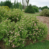Coada Racului (Potentilla) Lovely Pink, arbust decorativ cu flori roz-pal, inflorire lunga, forma globulara naturala