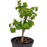 Бонсай Ginkgo Biloba – декоративно стайно растение със златисти есенни листа