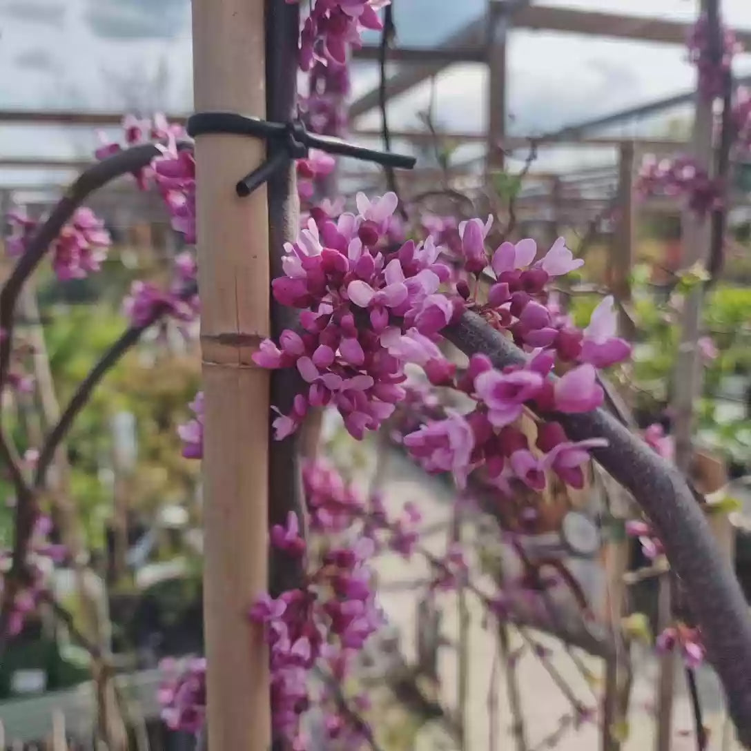 Юдино дърво Lavender Twist – плачещо дърво с розово-лилави цветове за малки градини