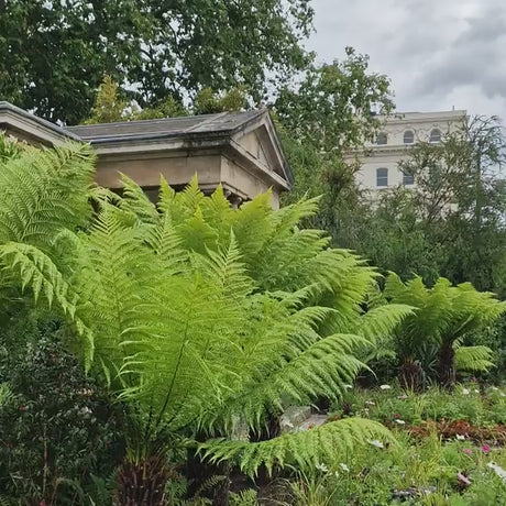 Дървесна папрат (Dicksonia antartica)