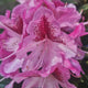 Azaleea Japoneza (Rhododendron) Cosmopolitan, cu flori roz-pal