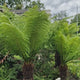 Дървесна папрат (Dicksonia antartica)