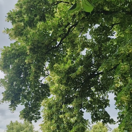 Дребнолистна липа (Tilia Cordata) Greenspire - Ароматна