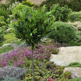 Laur Englezesc Vesnic Verde Otto Luyken (Laurocires), tip copacel, ornamental vesnic verde flori albe