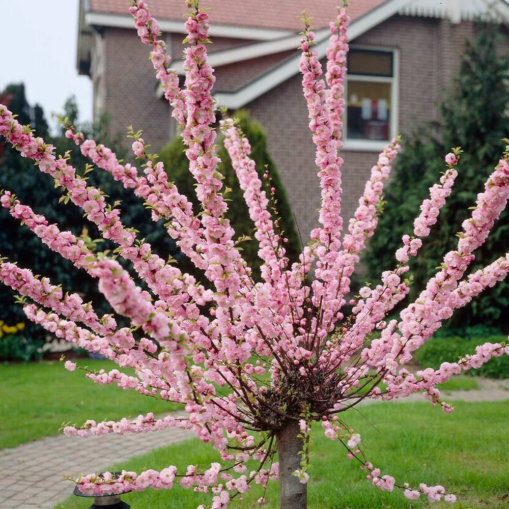 Японски декоративен бадем Prunus triloba – зрелищни двойни розови цветове, студоустойчив до –25°C