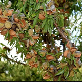 Бадем дръвче Supernova (Prunus amygdalus), със сладки хрупкави бадеми, на плод от 2-та година