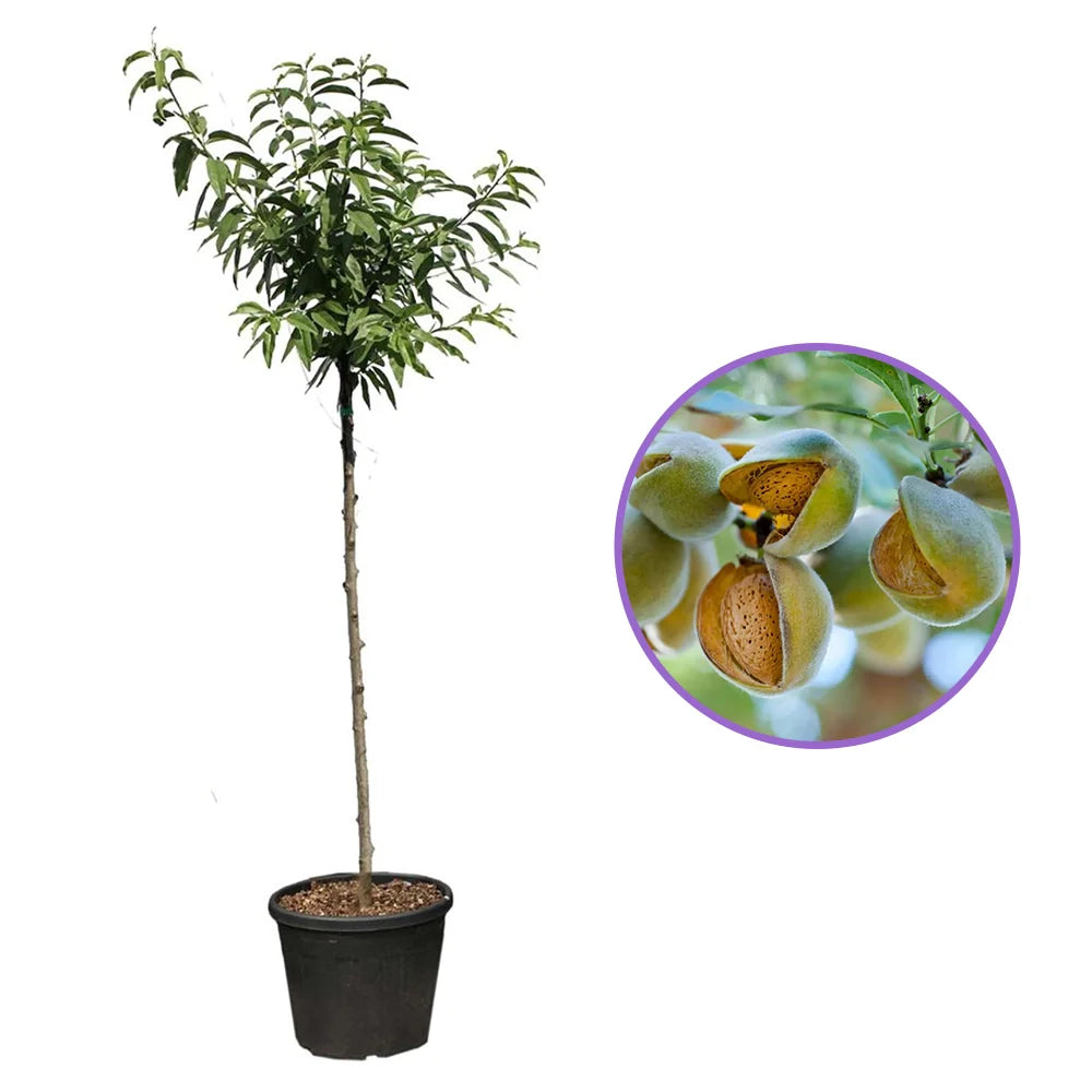 Бадем дръвче Supernova (Prunus amygdalus), със сладки хрупкави бадеми, на плод от 2-та година