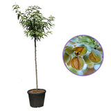 Бадем дръвче Supernova (Prunus amygdalus), със сладки хрупкави бадеми, на плод от 2-та година