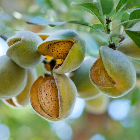 Бадем дръвче Supernova (Prunus amygdalus), със сладки хрупкави бадеми, на плод от 2-та година