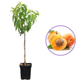 Кайсия (Prunus armeniaca) Baracca – сладки портокалови плодове, 2-годишно дърво на плодоносене