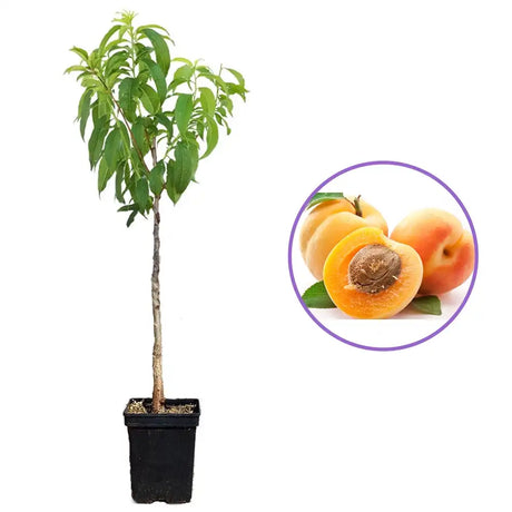 Кайсия (Prunus armeniaca) Baracca – сладки портокалови плодове, 2-годишно дърво на плодоносене