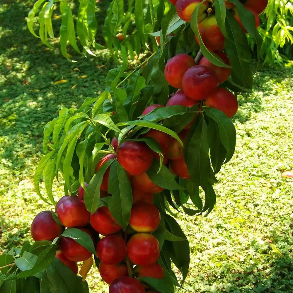 Piersic (Prunus Persica) Caldesi cu fructe rosiatice, an 3 pe rod