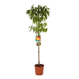 Piersic (Prunus Persica) Redhaven cu fructe galbene-rosii, an 2 pe rod