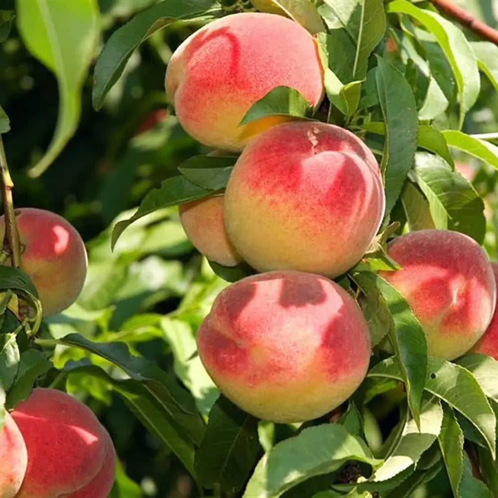 Piersic (Prunus Persica) Redhaven cu fructe galbene-rosii, an 2 pe rod