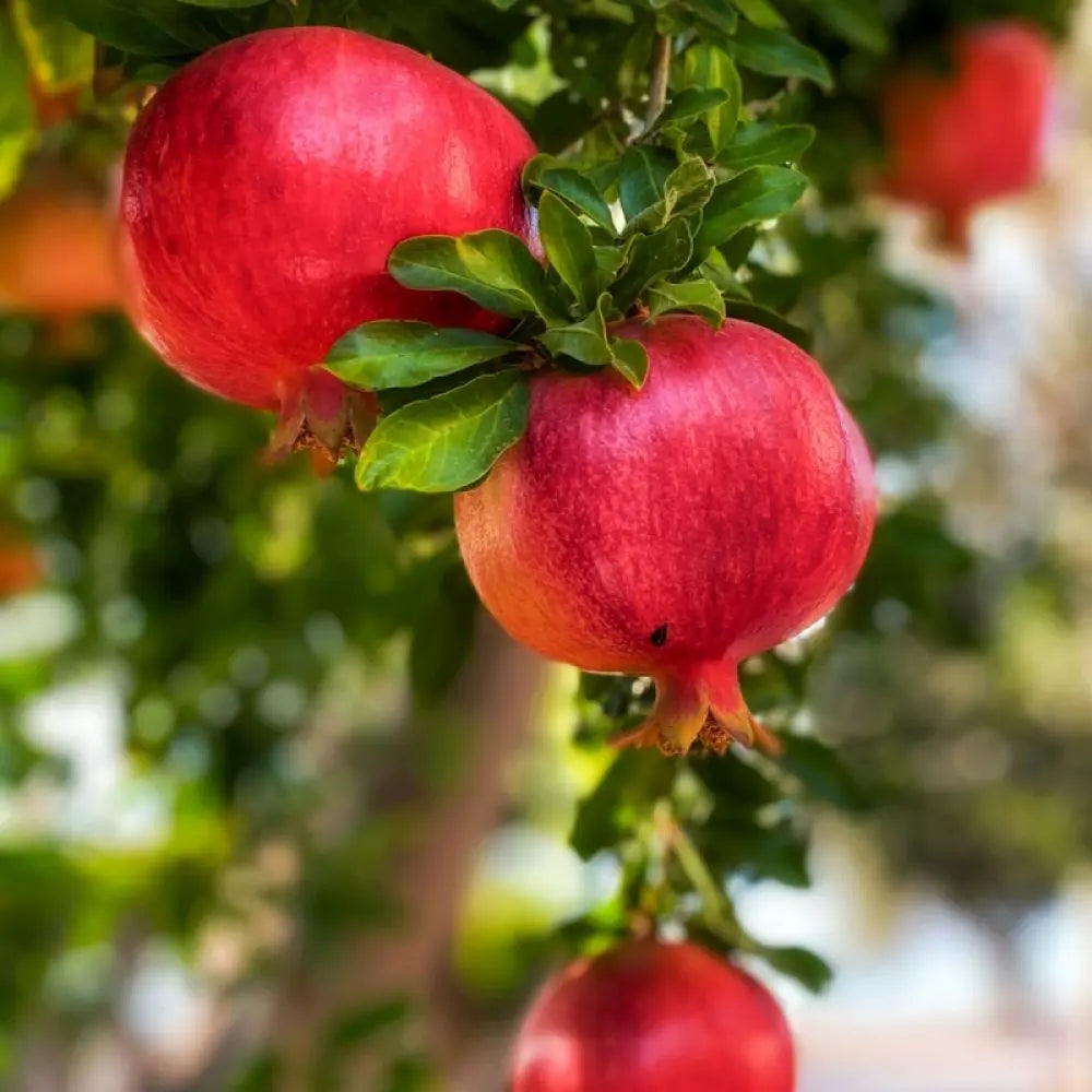 Rodiu Tip Copac (Punica Granatum) Mollar de Elche, cu fructe mari rosii-rubinii, an 2 pe rod