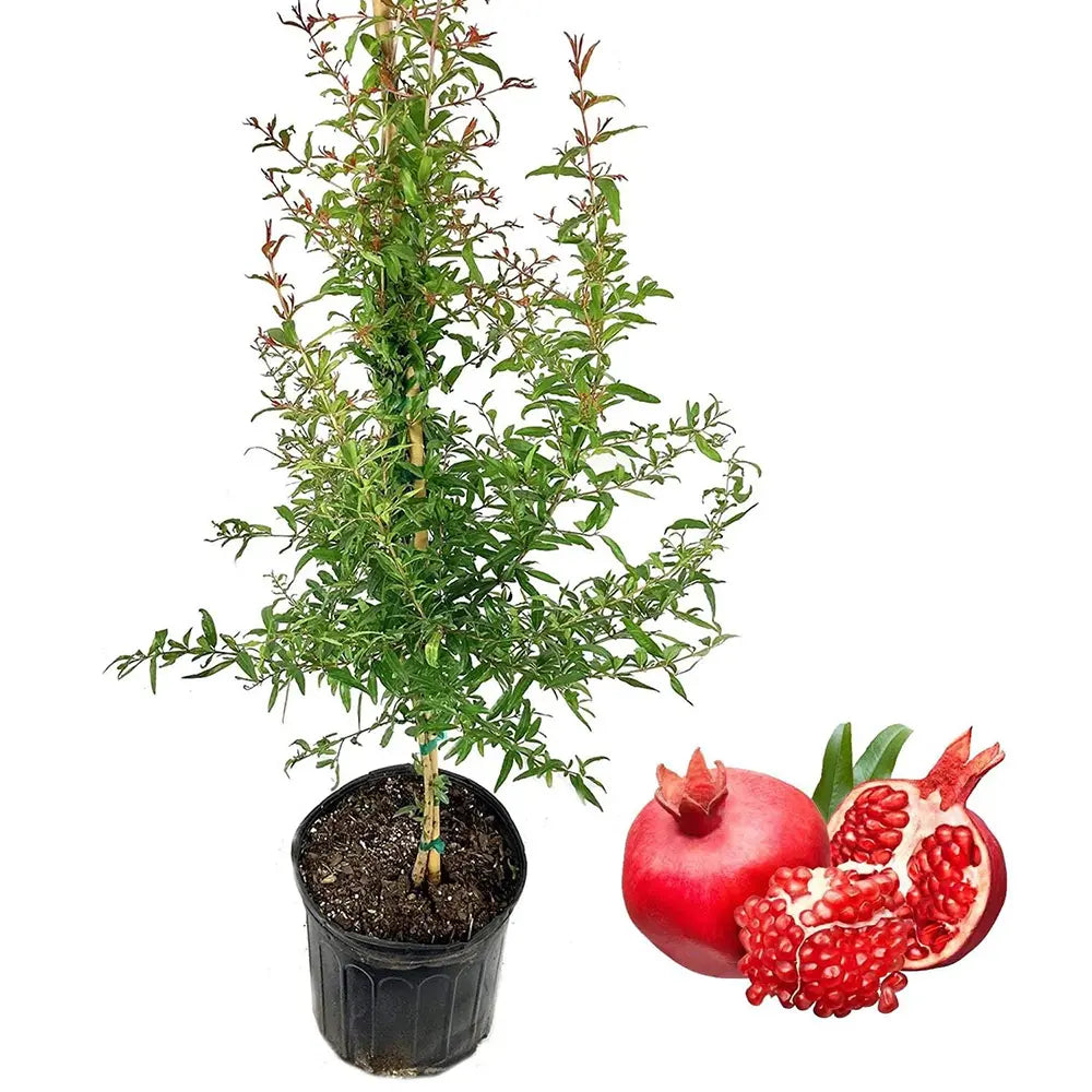 Rodiu Tip Copac (Punica Granatum) Wonderful Precoce, cu fructe mari rosii-rubinii, an 2 pe rod