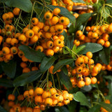 Catina Ornamentala portocaliu (Pyrachanta Golden Charmer)