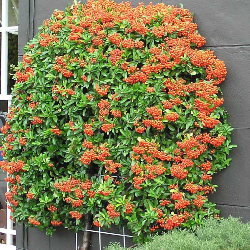 Catina Ornamentala portocaliu (Pyrachanta Orange Glow)