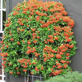 Catina Ornamentala portocaliu (Pyrachanta Orange Glow)