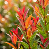 Red Lili Pili (Syzygium oleosum) – вечнозелен храст с декоративни червени листа и ядливи плодове