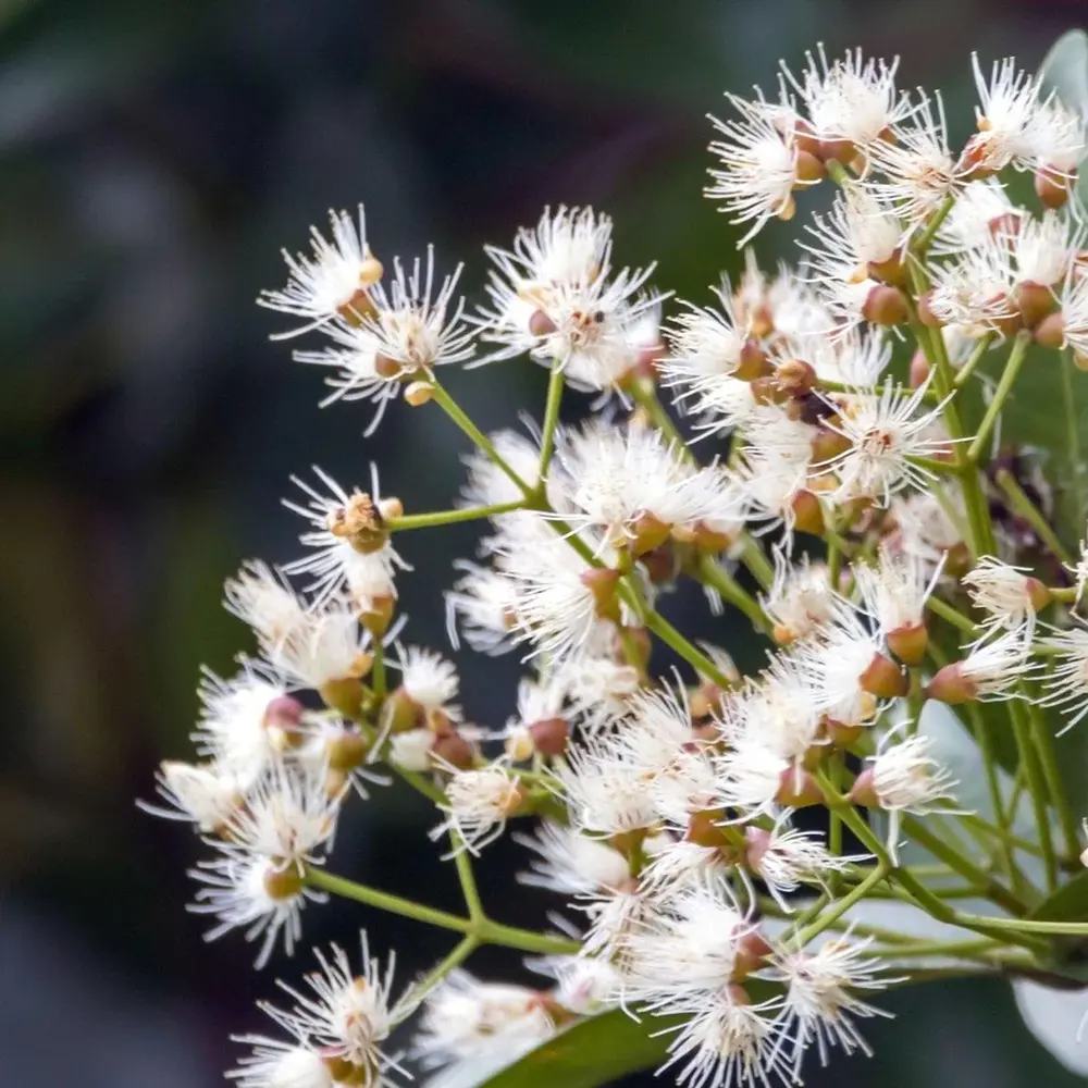 Red Lili Pili (Syzygium oleosum) – вечнозелен храст с декоративни червени листа и ядливи плодове