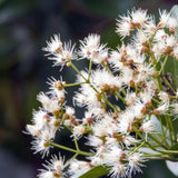 Red Lili Pili (Syzygium oleosum) – вечнозелен храст с декоративни червени листа и ядливи плодове