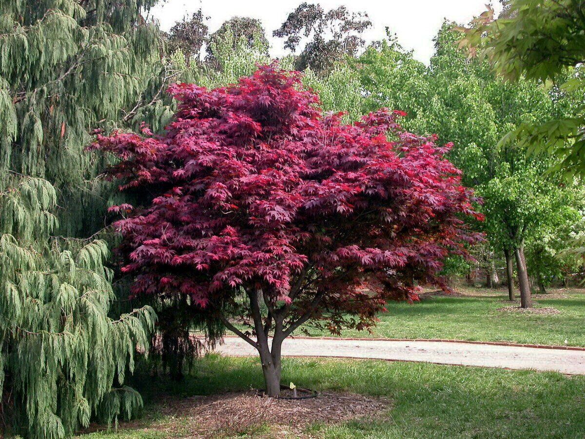 Artar Japonez Rosu Red Emperor, cu frunzis rosu intens spectaculos, rezistenta frig -20°C