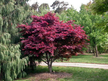 Artar Japonez Rosu Red Emperor, cu frunzis rosu intens spectaculos, rezistenta frig -20°C