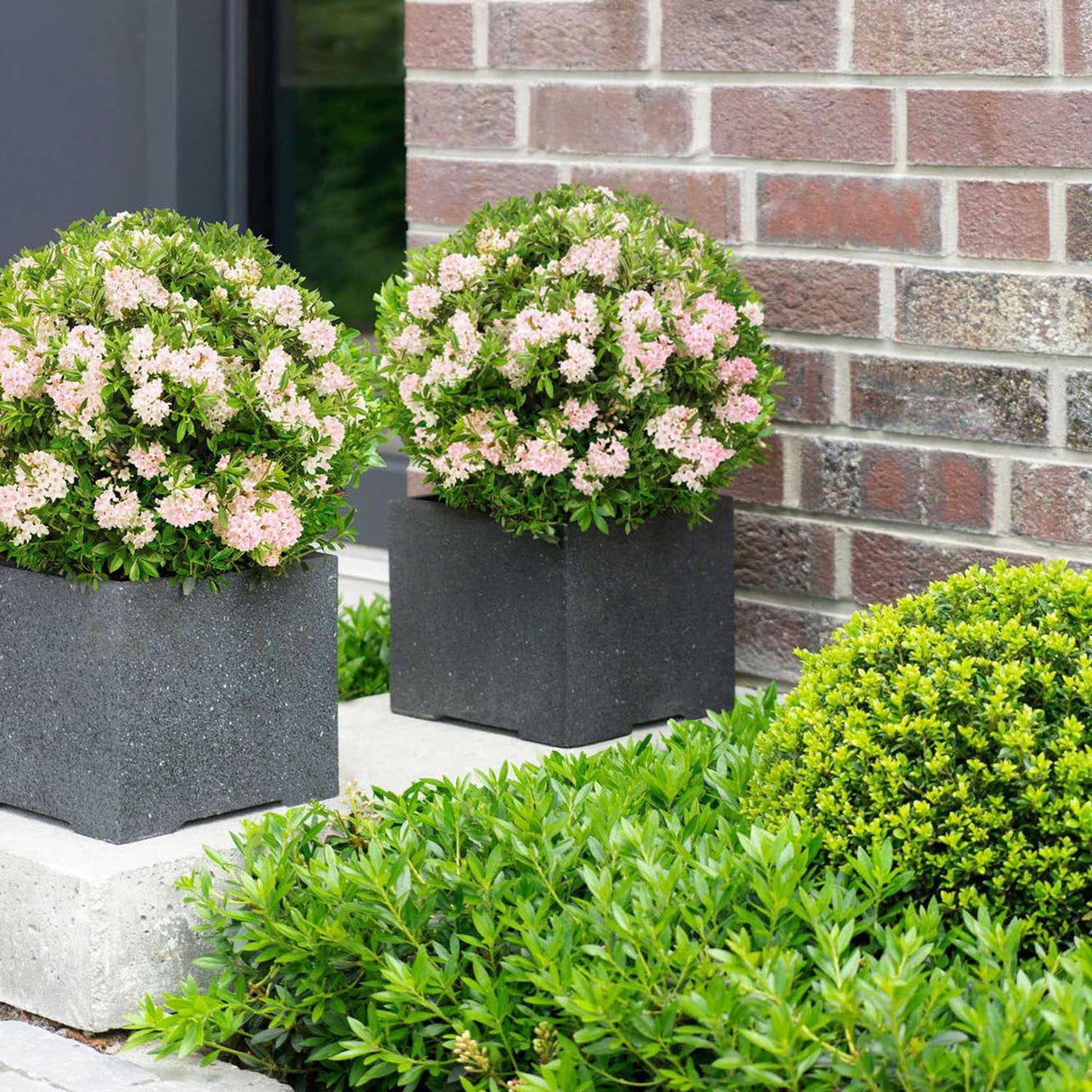 Azaleea japoneza (Rhododendron) Bloombux, cu flori roz-crem