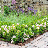 Azaleea japoneza (Rhododendron) Bloombux, cu flori roz-crem
