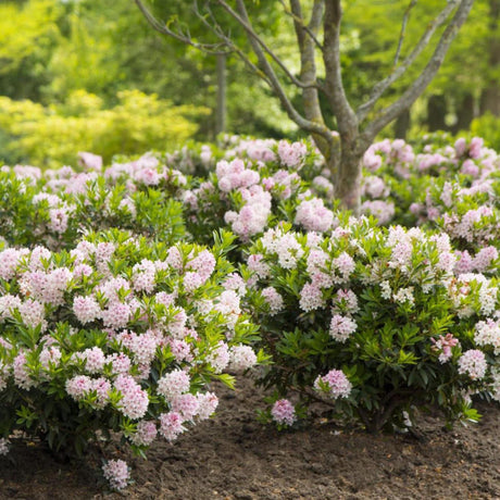 Японска азалия (Rhododendron) Bloombux, с розово-кремави цветове