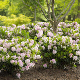 Azaleea japoneza (Rhododendron) Bloombux, cu flori roz-crem
