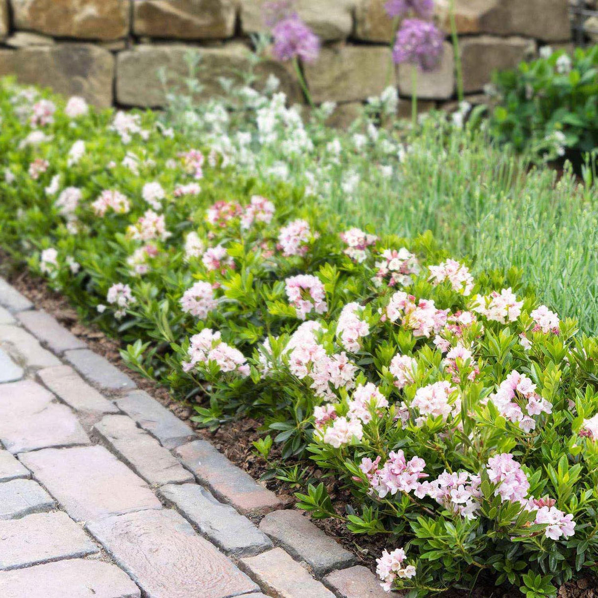 Azaleea japoneza (Rhododendron) Bloombux, cu flori roz-crem