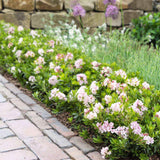 Azaleea japoneza (Rhododendron) Bloombux, cu flori roz-crem