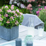 Azaleea japoneza (Rhododendron) Bloombux, cu flori roz-crem