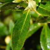 Японска азалия (Rhododendron) Bloombux, с розово-кремави цветове