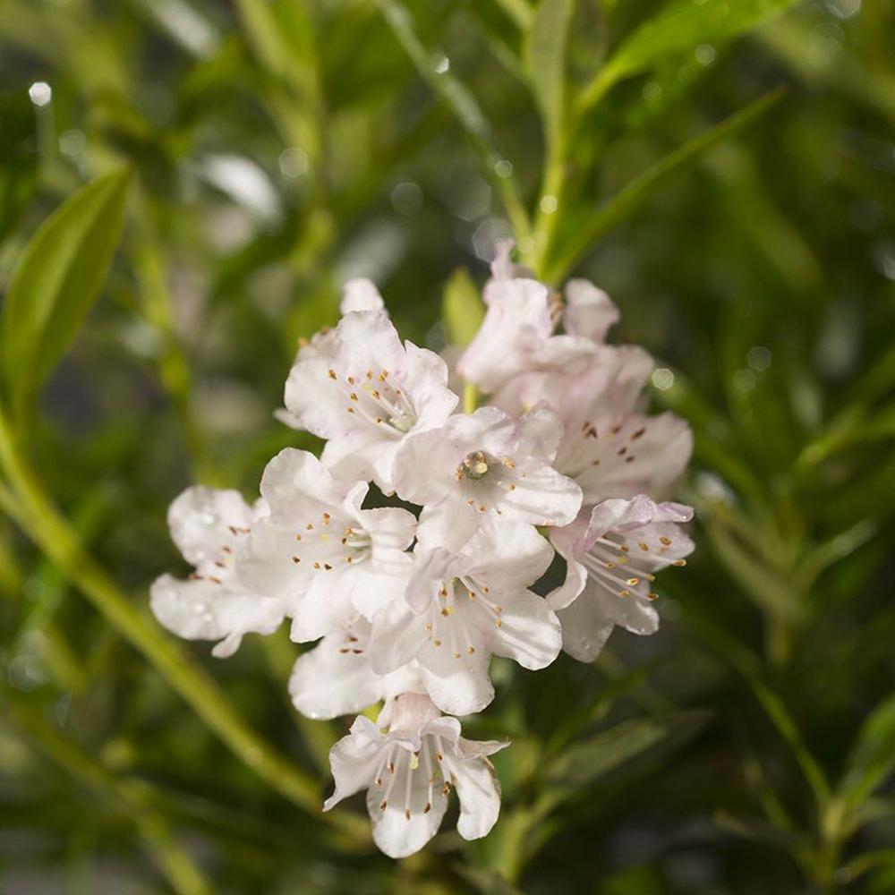 Японска азалия (Rhododendron) Bloombux, с розово-кремави цветове