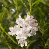 Японска азалия (Rhododendron) Bloombux, с розово-кремави цветове